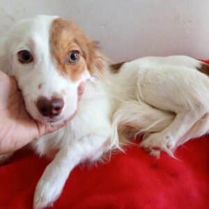 KALEY (♀) - vermittelt JW