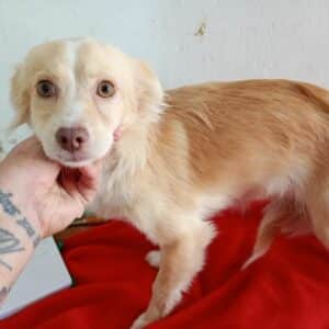 AIMY (♀) - ausgereist zu Vierbeiner in Not