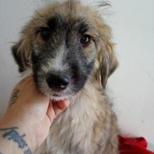 PENNY(♀) - vermittelt LS