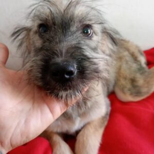 BLAIRE (♀) - reserviert Tierhilfe Lebenswert DR - vermittelt 08.11.24