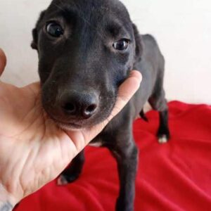 KILLIAN (♂) - vermittelt MD