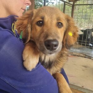 SAIMA (♀) - vermittelt JW