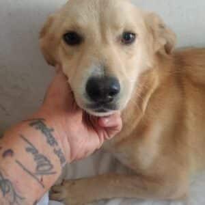 SHAE (♀) - reserviert Tierhilfe Lebenswert DR - vermittelt 08.11.24