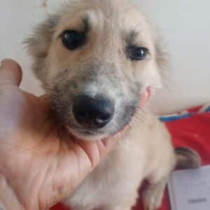 SUSANNAH (♀) - reserviert Tierhilfe Lebenswert DR - vermittelt 08.11.24