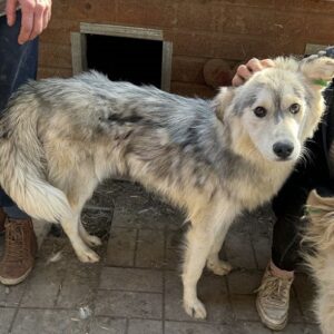 NISHI (♀) - ausgereist zum TST Rösrath