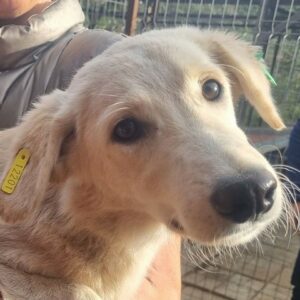 BRIANNA (♀) - ausgereist zum TST Rösrath