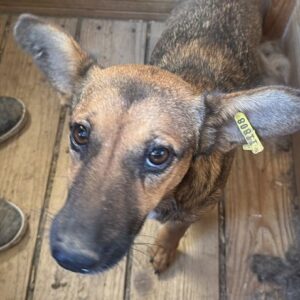 WANJA (♀) -ausgereist zu Vierbeiner in Not