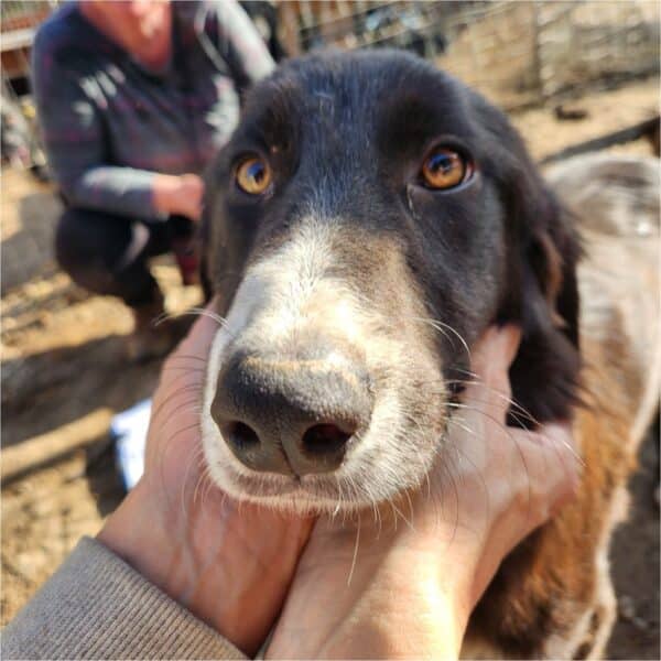 CELIA (♀) - reserviert Tierhilfe Lebenswert DR - vermittelt 08.11.24 – Bild 5