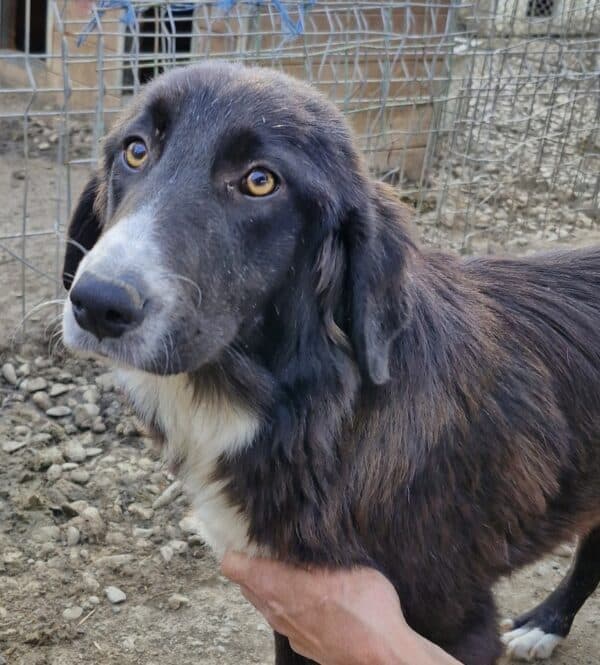 CELIA (♀) - reserviert Tierhilfe Lebenswert DR - vermittelt 08.11.24