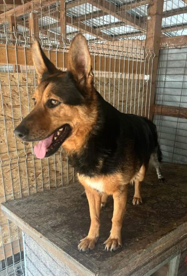 RONJA (♀)