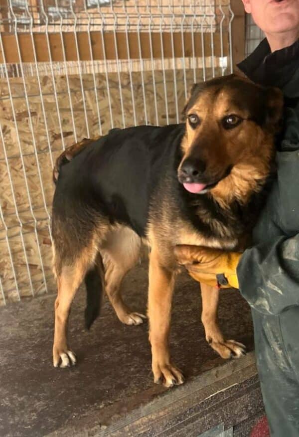 RONJA (♀) – Bild 3