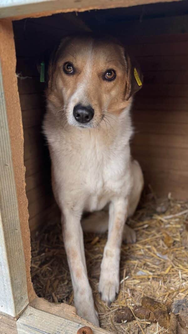 RAGNA (♀) – Bild 2