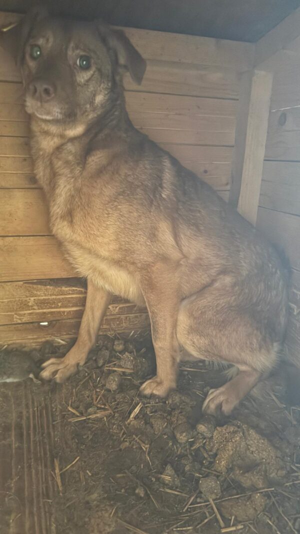 DULCINEA (♀) – Bild 2