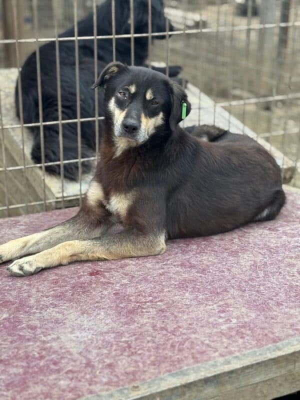 WILSON (♂) – Bild 2