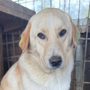 TIMBO (♂) - ausgereist zu Kathleen Müller (AL)