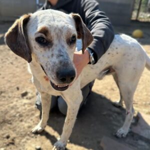 FREDI (♂) - fast blind