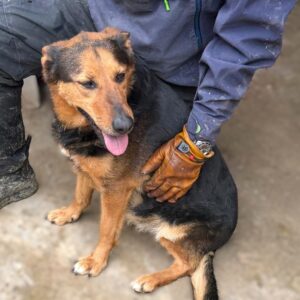 RONJA (♀) - reserviert TH Filderstadt (AL 11.04.)
