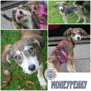 MONEYPENNY (♀) in 21493 Möhnsen - vermittelt