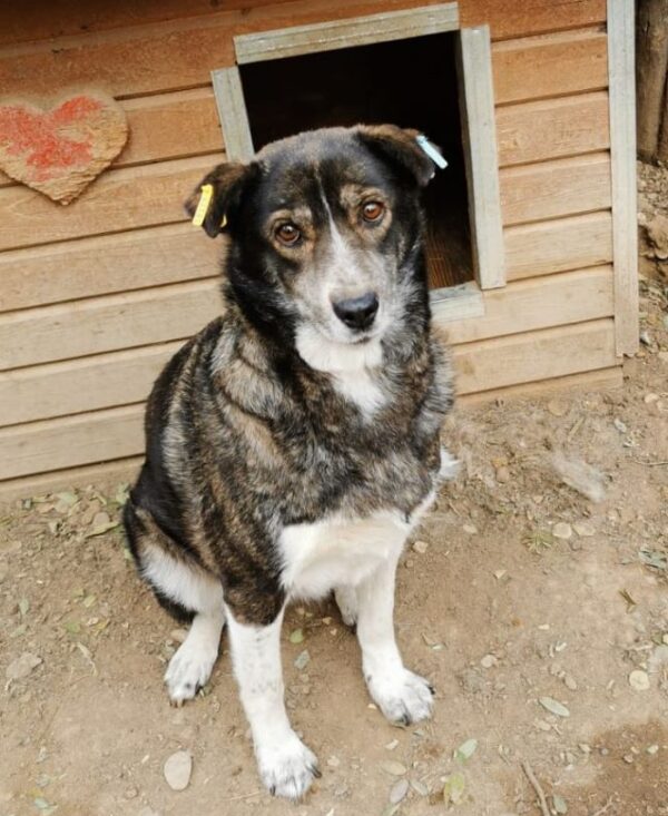 CARLOTTA (♀) - hat es schwer im Kennel