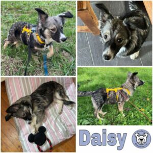 Daisy (♀) in 54518 Rivenich - vermittelt