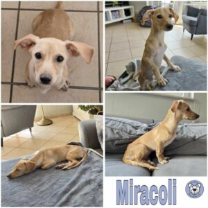 Miracoli (♀) in 99752 Bleicherode - vermittelt