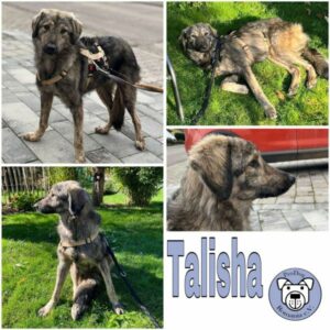 Talisha (♀) in 66265 Heusweiler - vermittelt