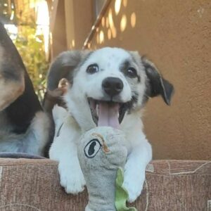 VIN (♂) - reserviert Tierhilfe Lebenswert DR - vermittelt 25.10.24