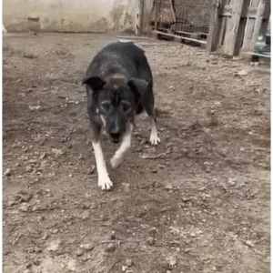 JANO (♂) (=DUNCON)