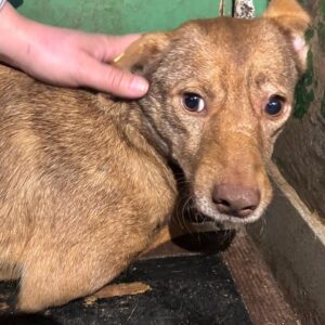 DULCINEA (♀) Beissopfer