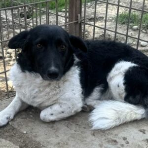 MADARA (♀) - vermittelt LS