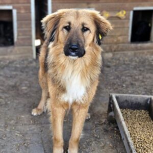 FRANCA (♀) - ausgereist zu Vierbeiner in Not (SAS)