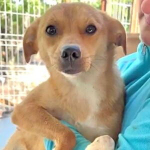 PUMUCKL (♂) - ausgereist zum TST Rösrath (SAS)