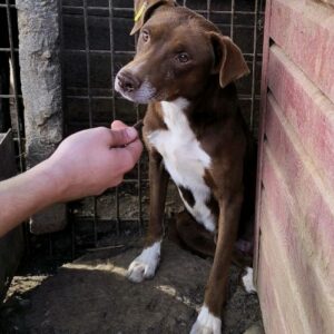 JACUB (♂) - vor Ort vermittelt 11/24