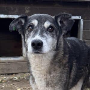 SUANA (♀) - steifer Gang, evtl. Hinterhandprobleme (11/25)