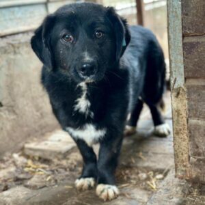 DASTY (♂) - wurde schwer gebissen (04/25)