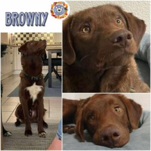 BROWNY (♂) in 26817 Rhauderfehn -vermittelt