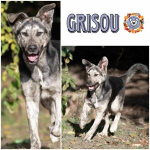 GRISOU (♂) in 99427 Weimar - vermittelt