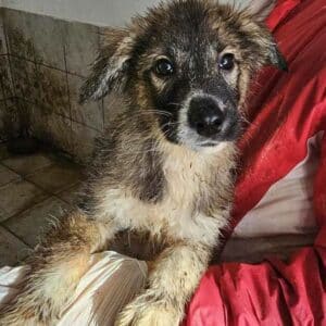 SAMSON (♂)- auf PS im PLZ Bereich 96 - vermittelt