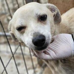 NELLA (♀) - ausgereist zu Vierbeiner in Not