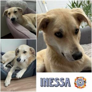 INESSA (♀) in 50858 Köln - vermittelt