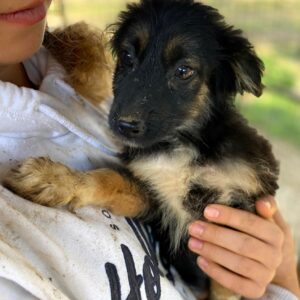 JUSSI (♀) - RBB 12/24