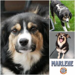 MARLENE (♀) in 21493 Möhnsen - vermittelt