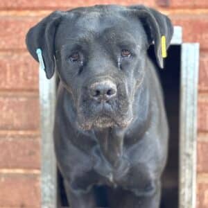 BALLERINA (♀)  - vermittelt NH