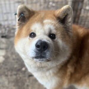 BEAUFORT (♂) - seit min. 2019 im Shelter