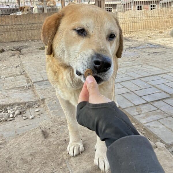 SIVAS (♂) – Bild 6