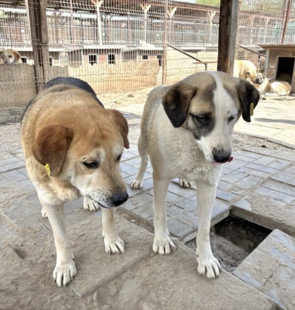 SIVAS (♂) – Bild 11