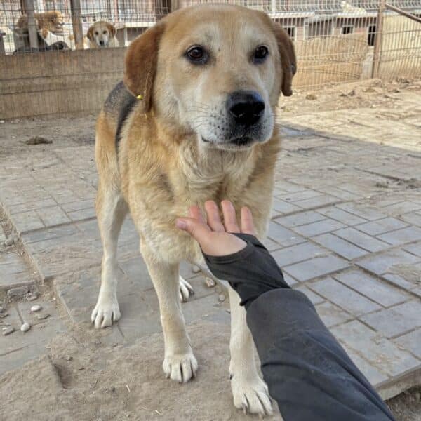 SIVAS (♂)