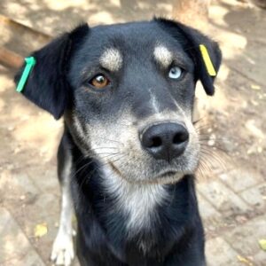 KIAN (♂) - auf PS im PLZ Bereich 08 (MK) - vermittelt