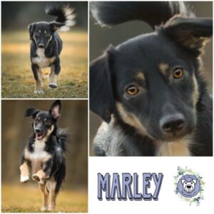 MARLEY (♂) in 95466 Weidenberg - vermittelt