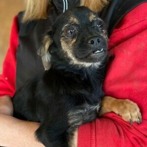 EMILY (♀) - auf PS im PLZ Bereich 31 - vermittelt